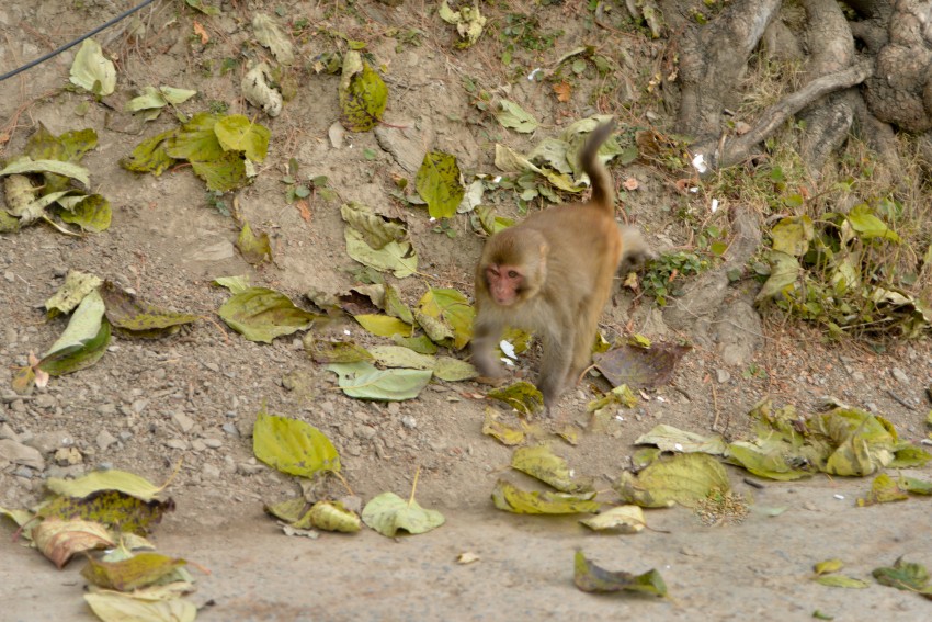 Monkey wants to walk, Murree, Pakistan