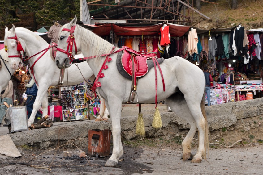White Horses standing straight on the street market of Murree-Pakistan