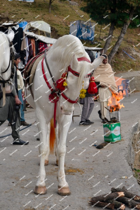White horse bowing in respect, Nathia Gali, Murree-Pakistan