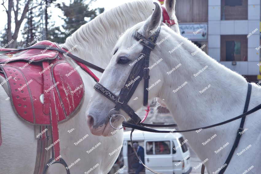 White Horses, Murree, Pakistan
