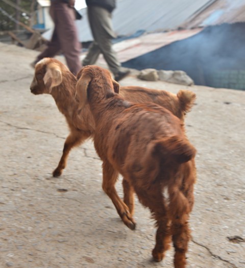 Goats roaming around on the streets of Nathia Gali, Murree-Pakistan