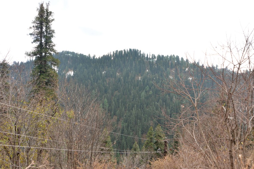 Rain Forest of Murree, Pakistan