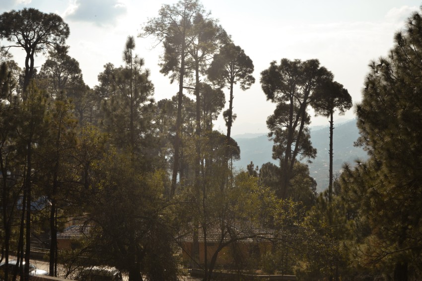 big green trees, Murree, Pakistan
