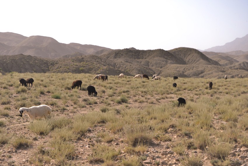 Sheep in the mountain