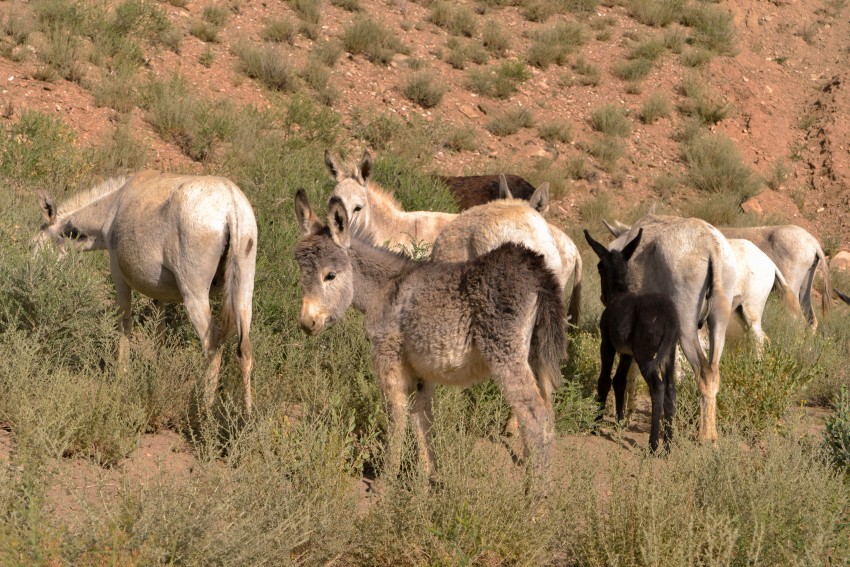 Wild Donkeys at the road side