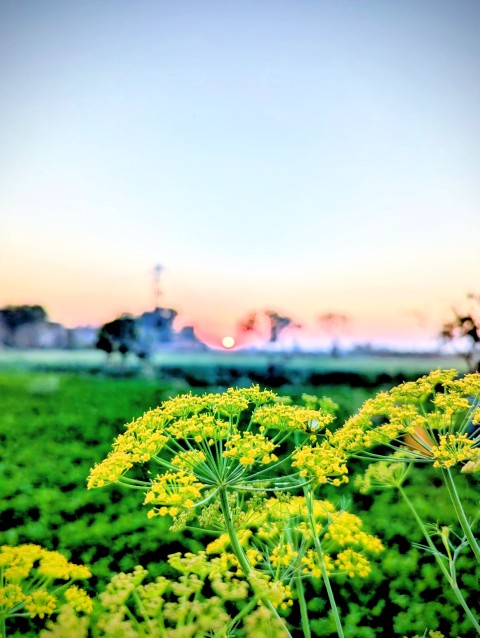 Sun sets over a green field