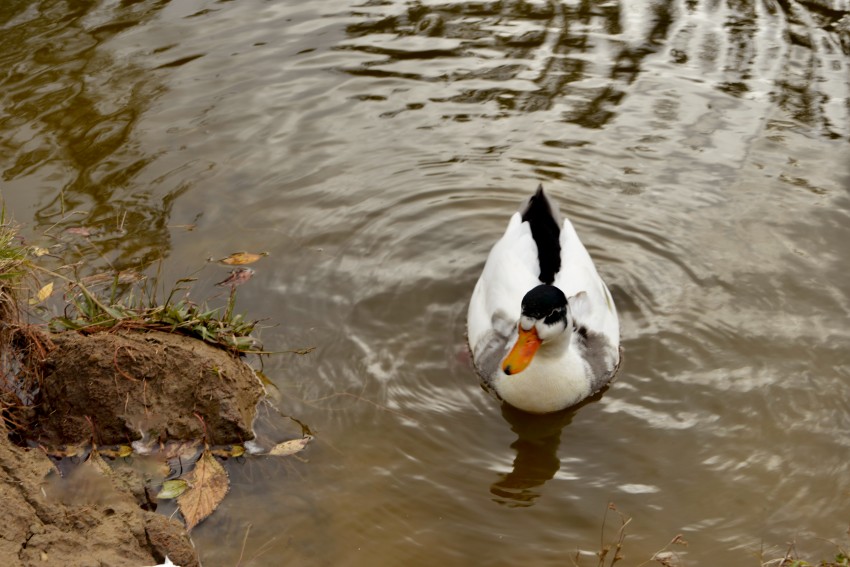 A duck in a lake