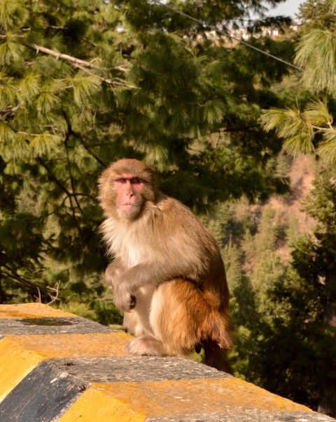 Monkeys in Nathia Gali, Murree