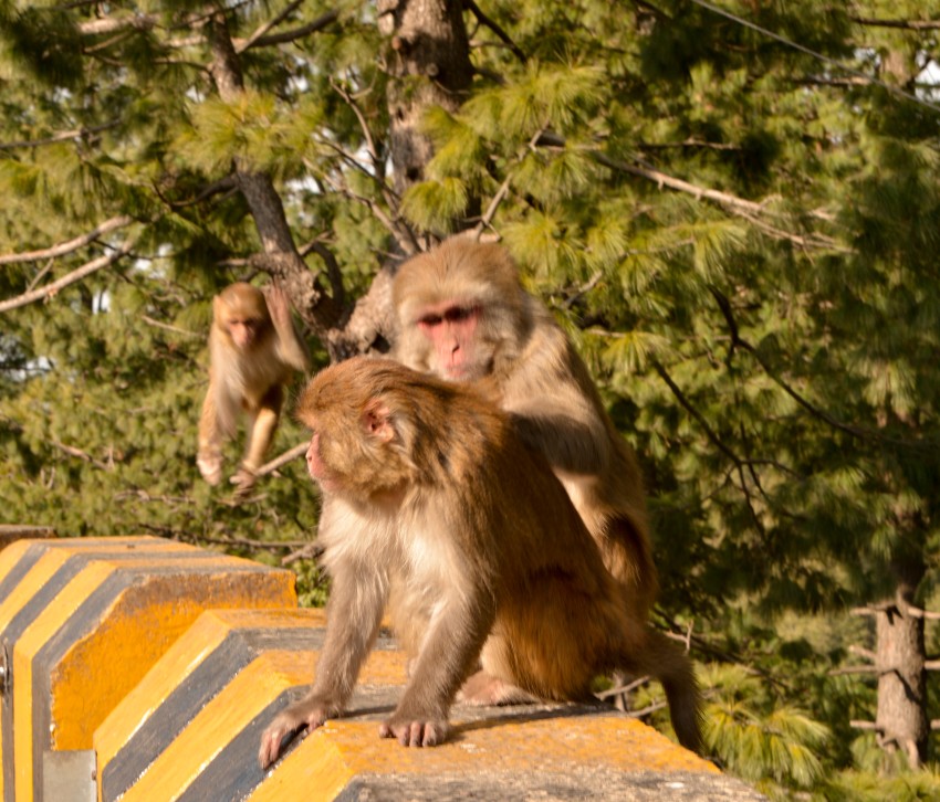 Monkeys with their companions in Nathia gali, Murree