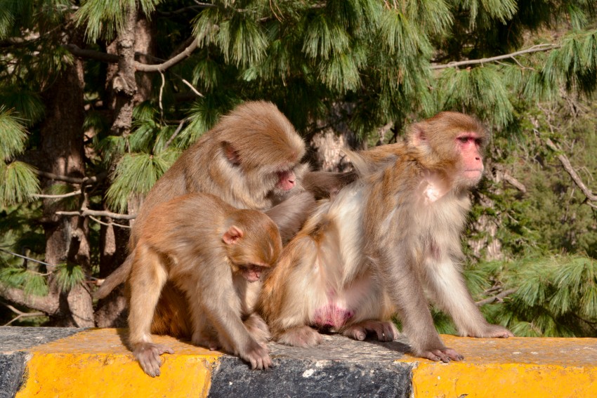 Monkeys having Fun, Wild life, Pakistan