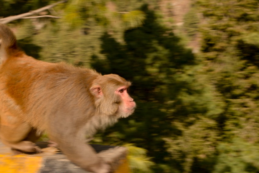 monkey trying to hop, Nathia Gali, Murree
