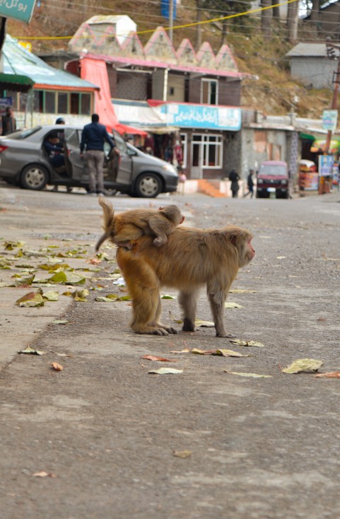 Monkey with his baby walking on a Nathia gali local Market streets, Murree, Pakistan