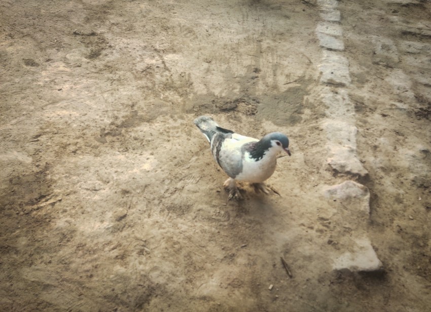 A beautiful black gray and white dove that is currently sitting on the ground waiting for grain