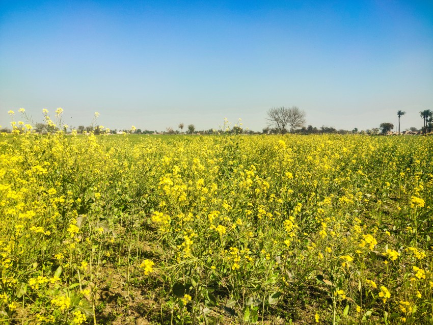 A beautiful view of a massive olive fields, nature landscape view