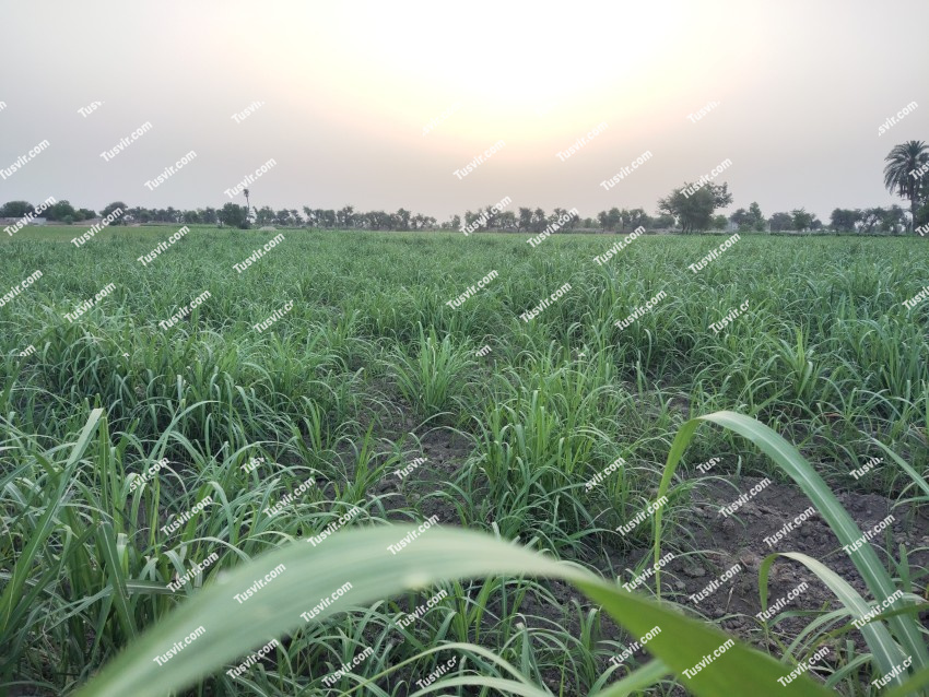 A beautiful view of the dense crop and the sky