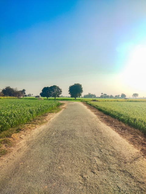A beautiful view of the wheat crop on three sides in the falling evening and an um tree in front of a road looks even more beautiful.