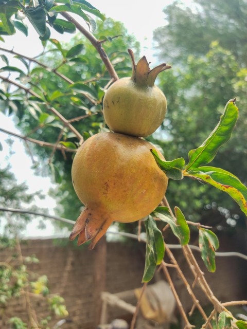 A beautiful view of two pomegranates hanging on a pomegranate tree