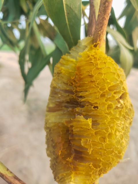 A beehive that has half of it attached to the twig and half of it has fallen
