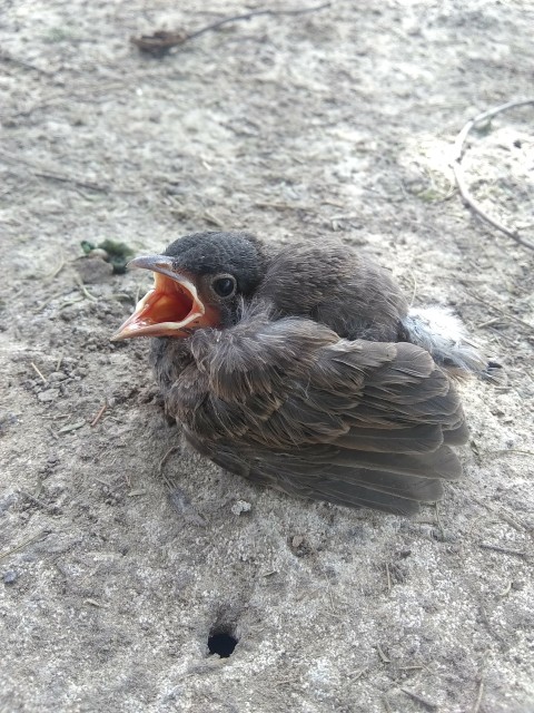The bird fell to the ground stock footage