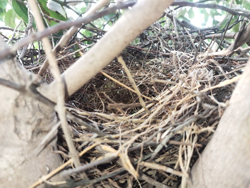 A bird's nest on a tree, side view of bird's nest