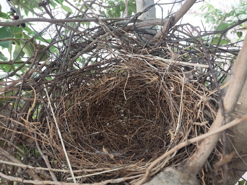 A bird's nest on a tree, Wide angle shoot
