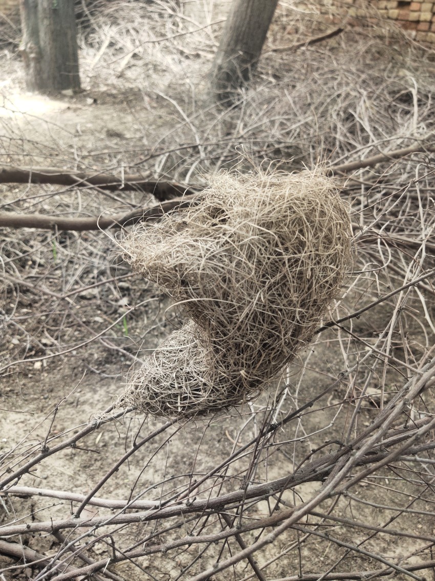 A bird's nest that fell down from the wind