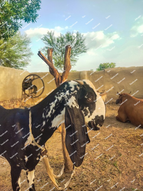 A black and white goat tied with a rope in a village house