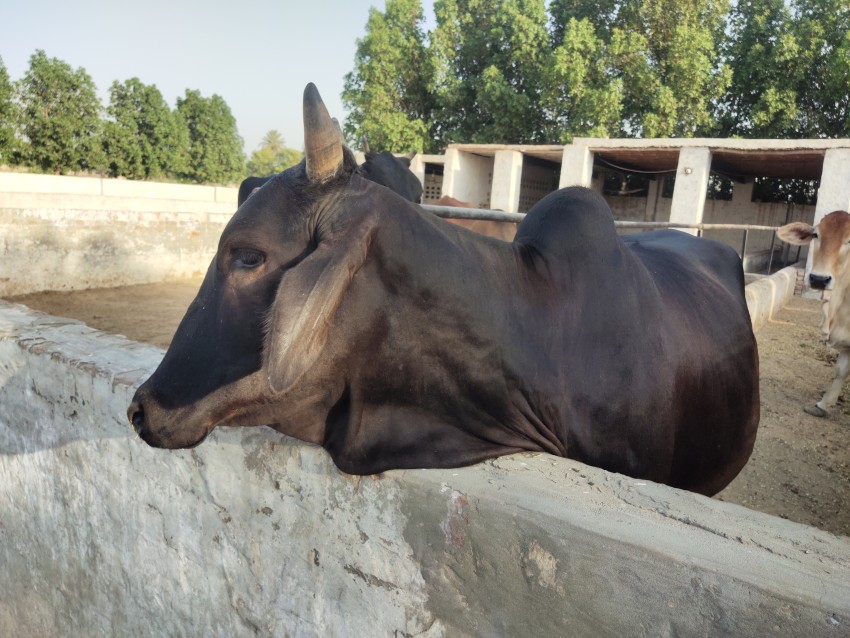 A black cow standing in a farm
