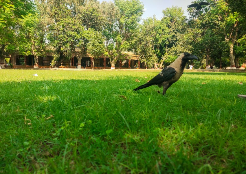 A black crow is sitting in Pak