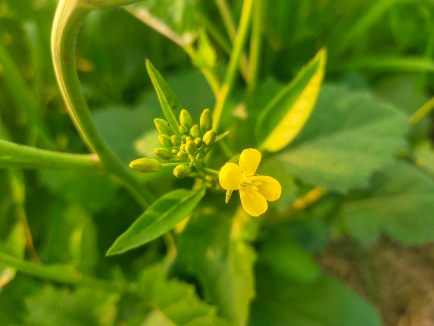 A blooming flower with many buds on a plant in mustard oil crop