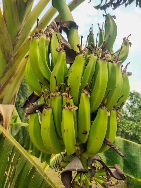 A bunch of bananas on the banana tree, Banana stock footage