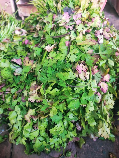 A bunch of green coriander at the vegetable shop