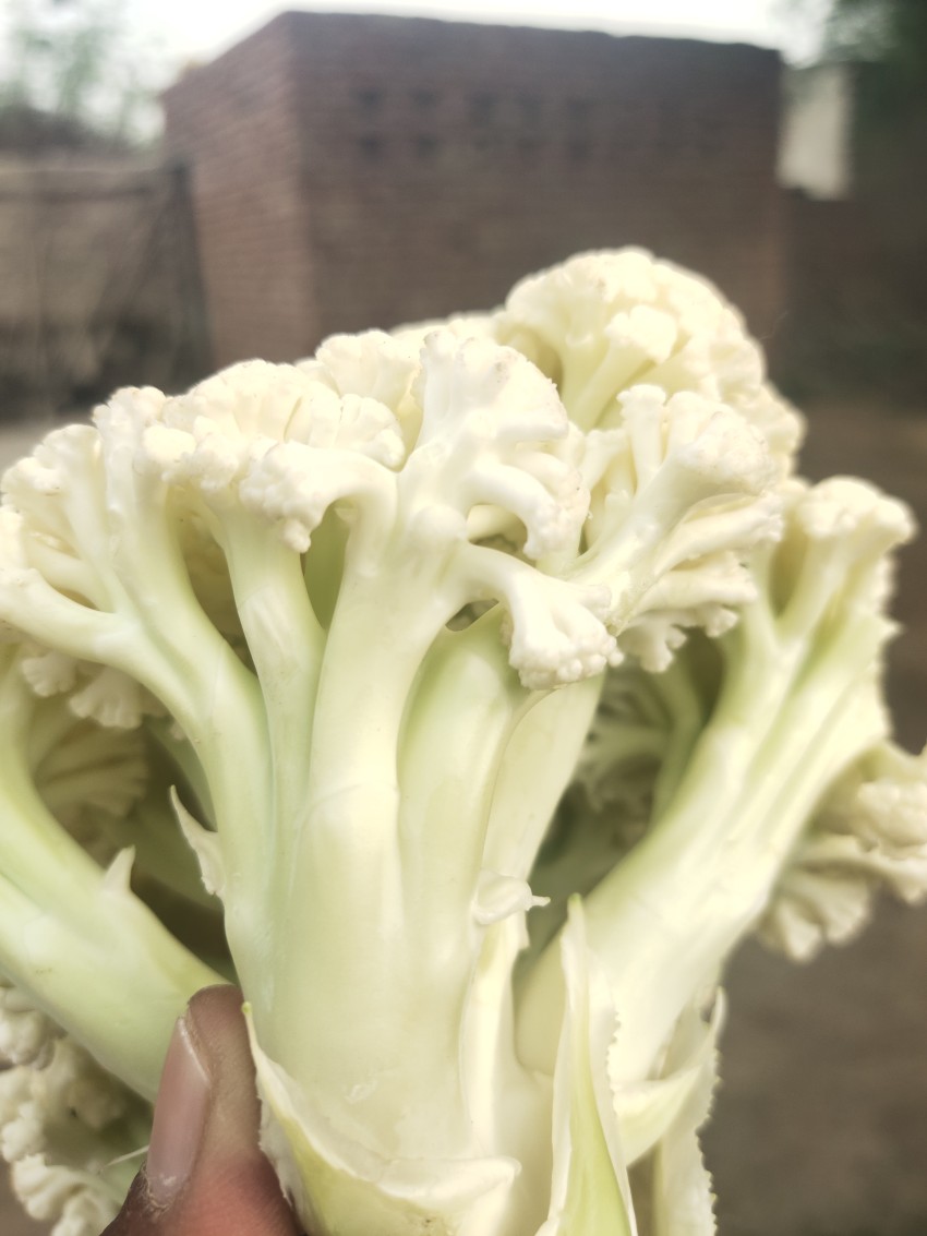 A clean cauliflower is in the hands of a boy