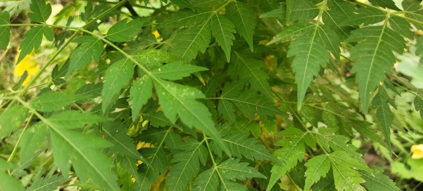 A close-up of a neem tree