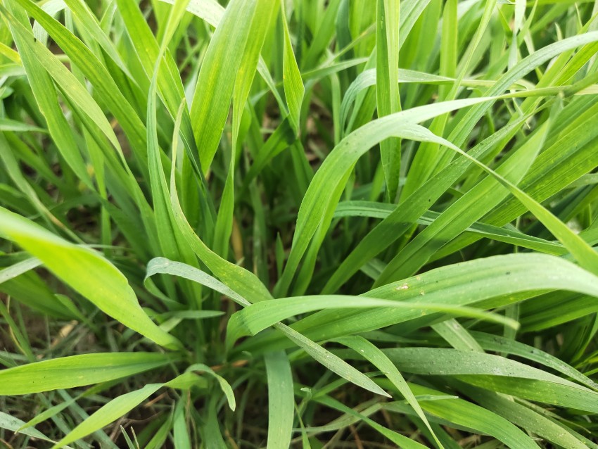 A close-up of the grass