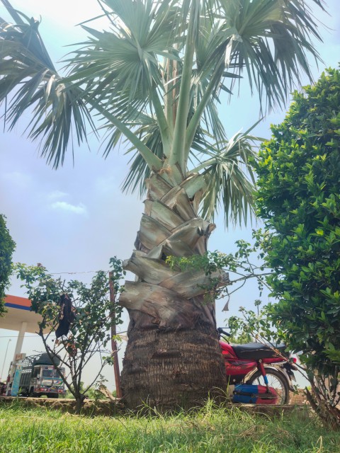 A close-up view of a coconut tree