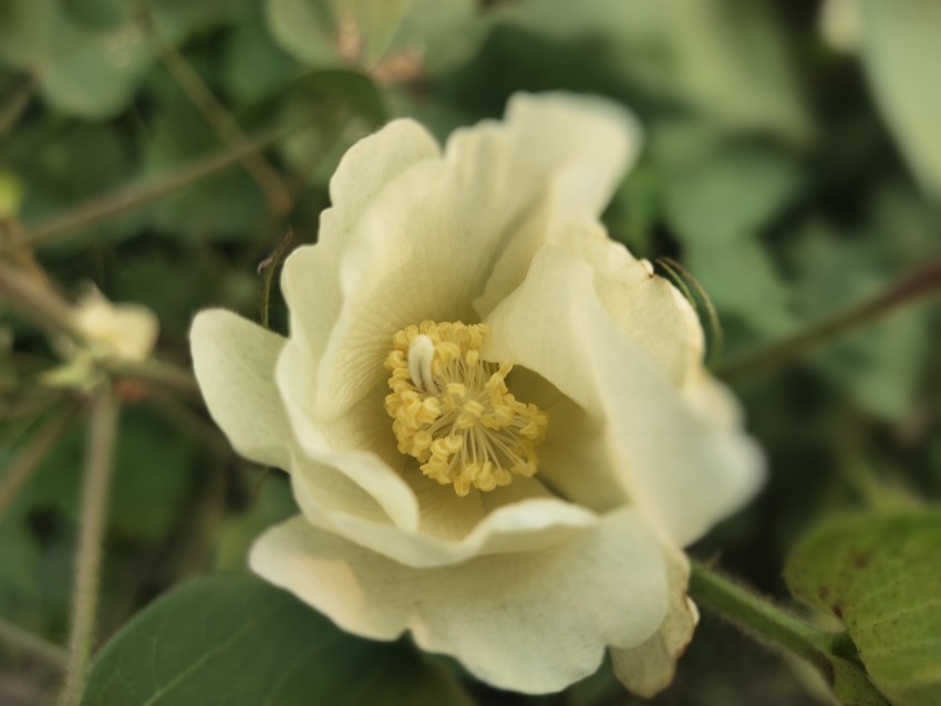 A close-up view of a cotton flower