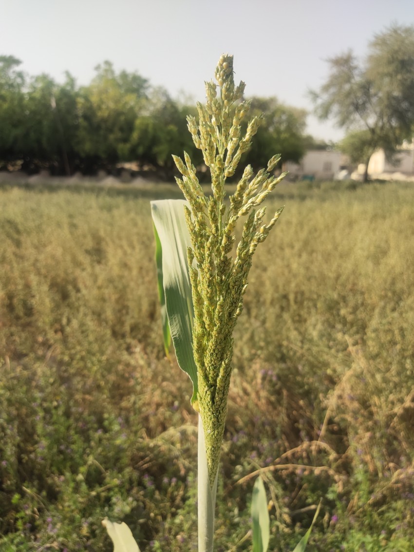 A close-up view of a plant of Popcorn