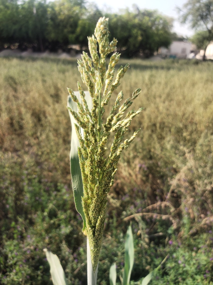 A close-up view of a plant of Popcorn