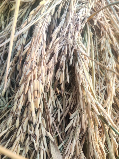 A close-up view of the harvested rice crop is gathered in a field