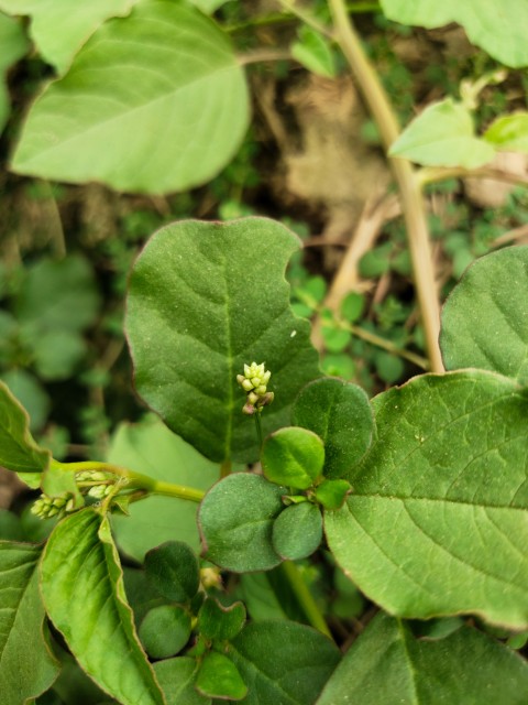 A Closeup Shot Of Gokhru Ayurvedic Medicinal Plants Flowers stock footage