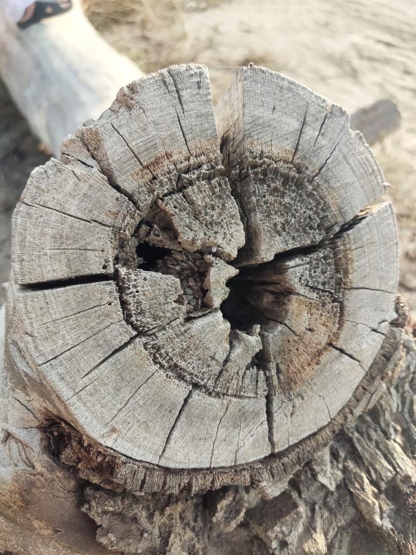 A cut dry tree that is hollow and cracked inside.