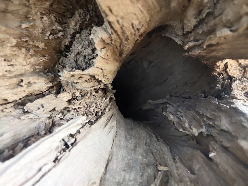 A cut dry tree that is hollow inside.