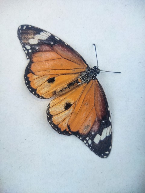 A dead colorful butterfly with white background