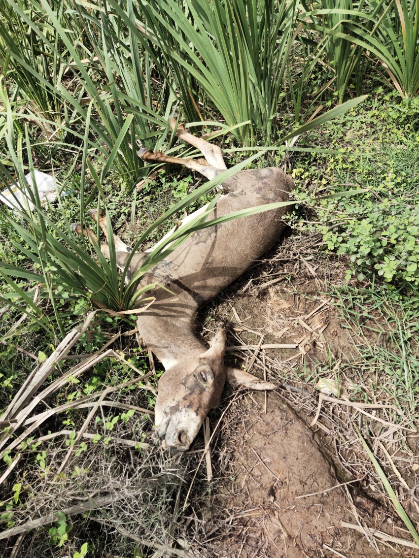 A dead donkey by the canal