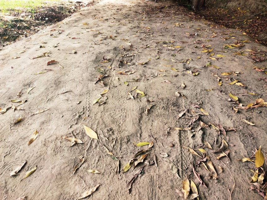 A deserted dirt road shaded by thick trees and leaves falling