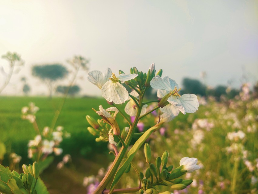 A garden of white flowers with a backdrop of green fields of Punjab in the falling evening