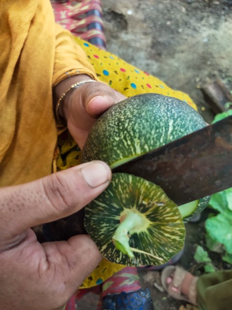 A girl is cutting a melon with a knife, Food stock footage