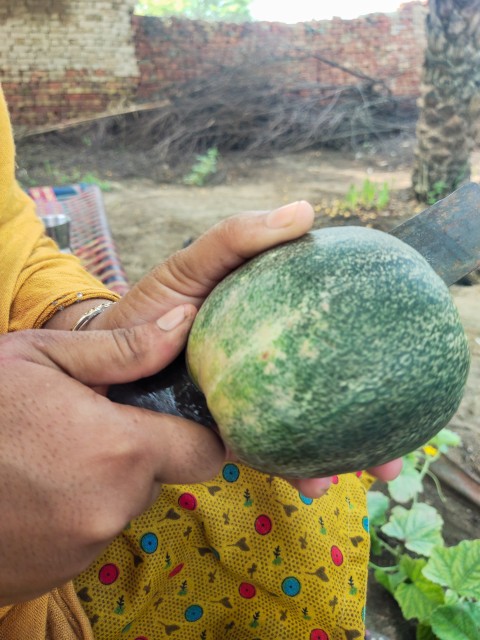 A girl is cutting a melon with a knife, Food stock footage