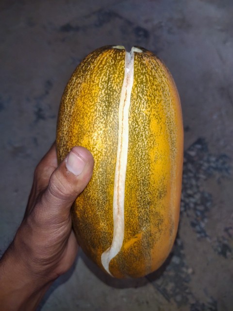A green melon that is changing its color due to ripening and bursting with sweetness